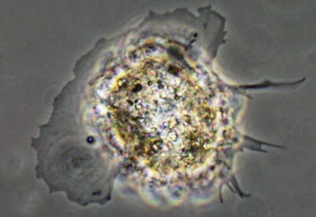 Rhogostoma