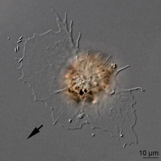 Rhogostoma