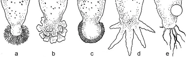 Uroid amoebae