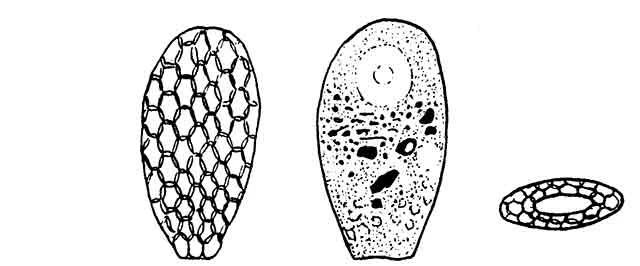 Valkanovia elegans