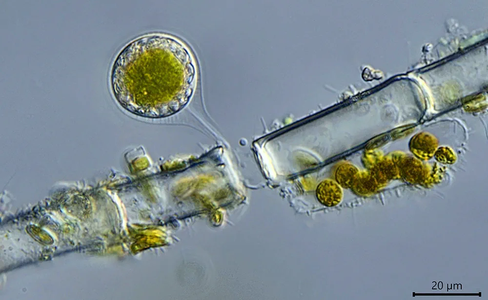 Vampyrella pendula