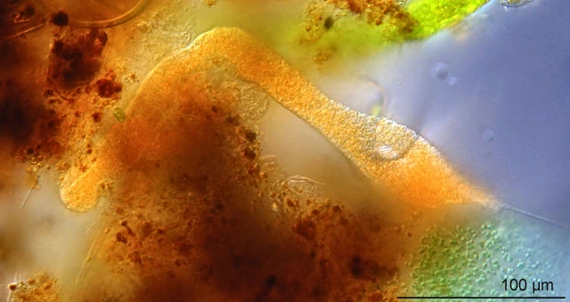 Microchlamys patella