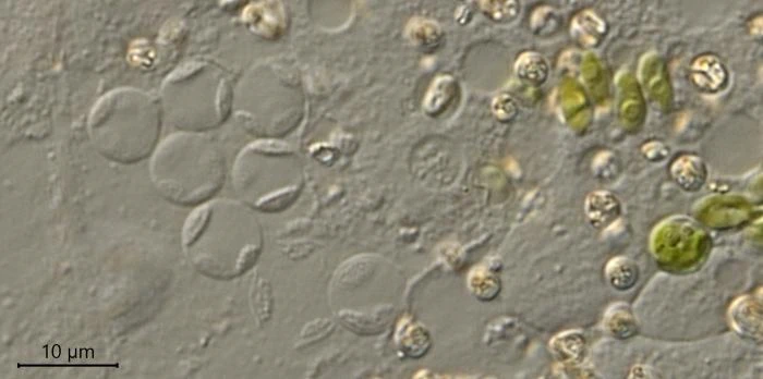 Velamentofex dujardini