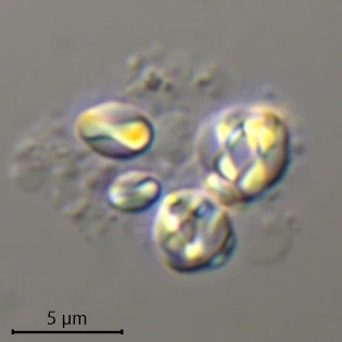 Velamentofex dujardini