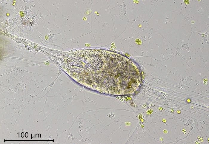 Velamentofex dujardini