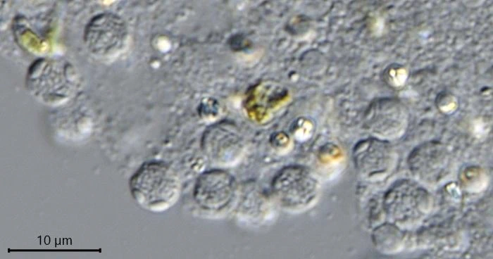 Velamentofex dujardini