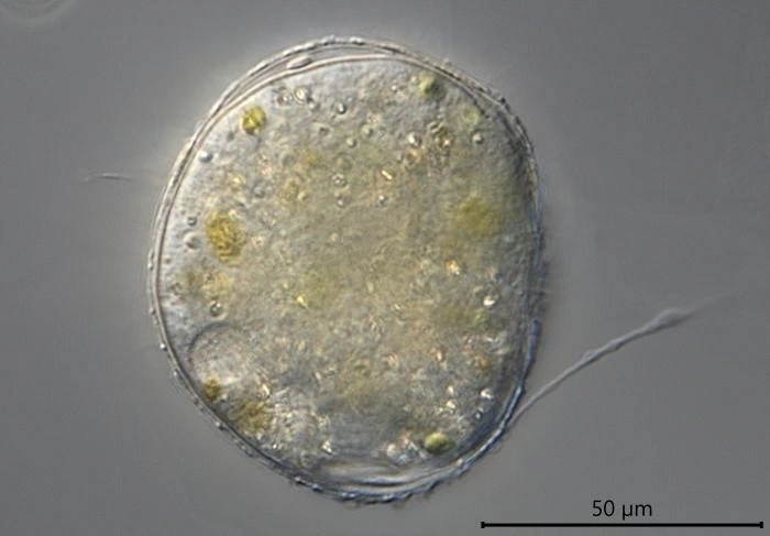 Velamentofex dujardini