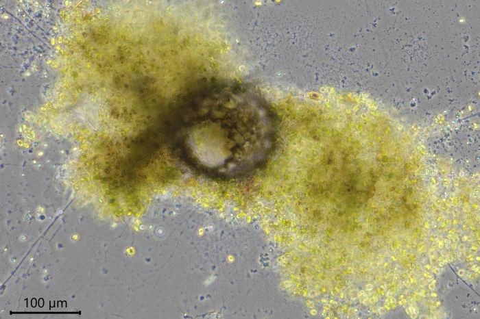 Velamentofex dujardini