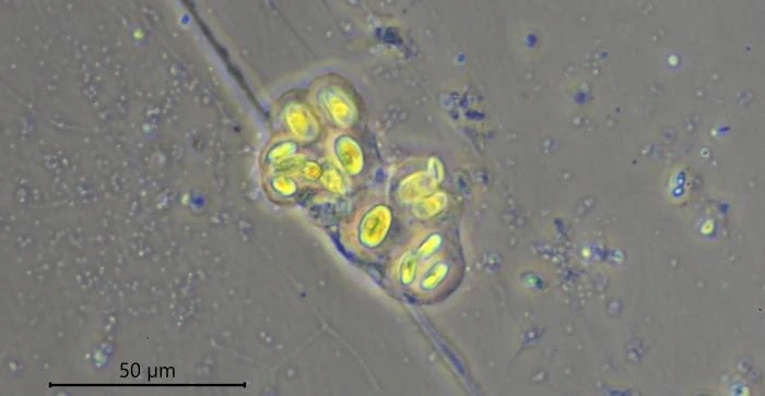 Velamentofex dujardini