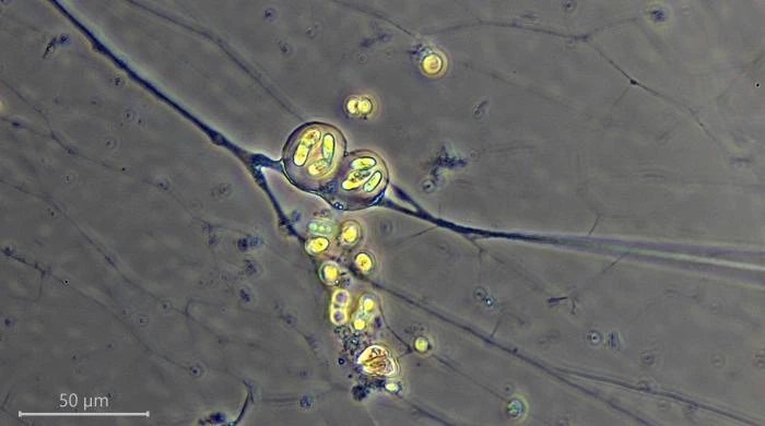 Velamentofex dujardini