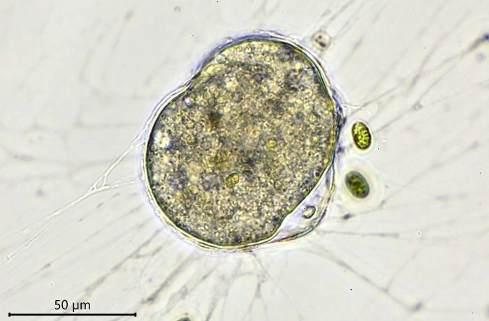 Velamentofex dujardini