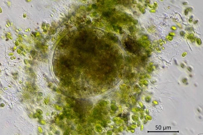 Velamentofex dujardini