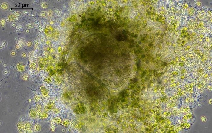 Velamentofex dujardini