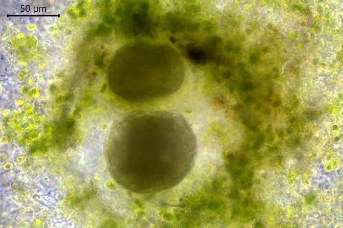 Velamentofex dujardini