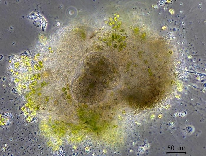 Velamentofex dujardini