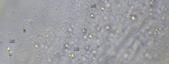 Velamentofex dujardini