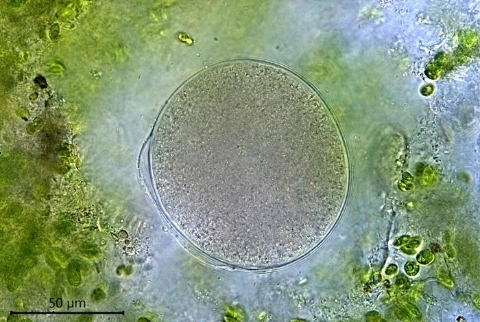 Velamentofex dujardini