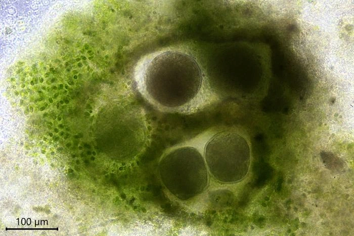 Velamentofex dujardini