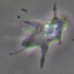 Vexillifera bacillipedes