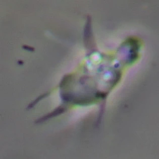 Vexillifera bacillipedes