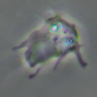 Vexillifera bacillipedes
