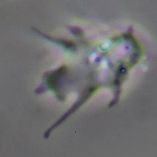 Vexillifera bacillipedes