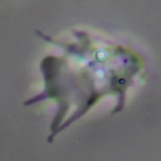 Vexillifera bacillipedes