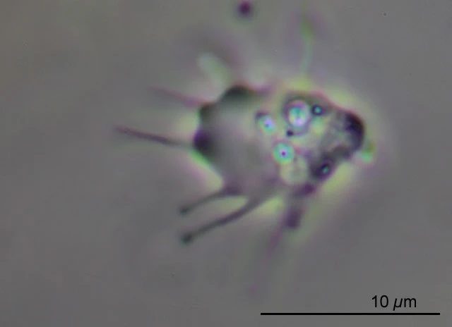 Vexillifera bacillipedes