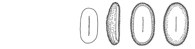 Yogsothothidae Yogsothoth knorrus 