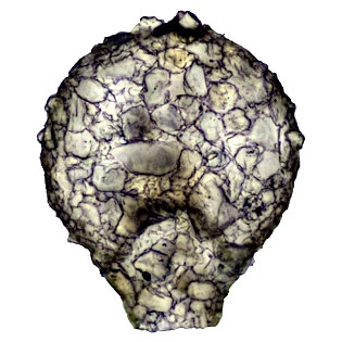 Zivkovicia compressa