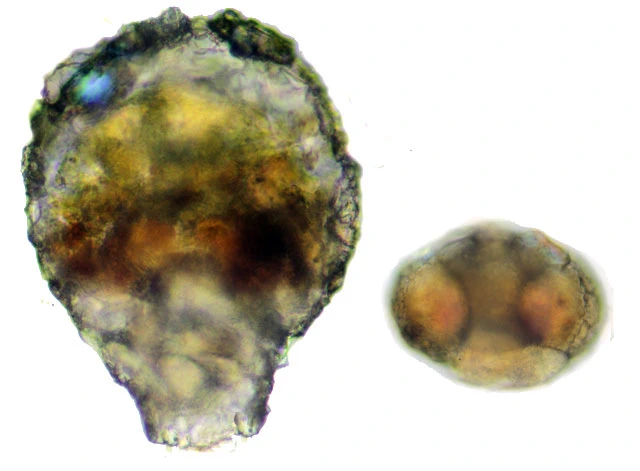Zivkovicia compressa