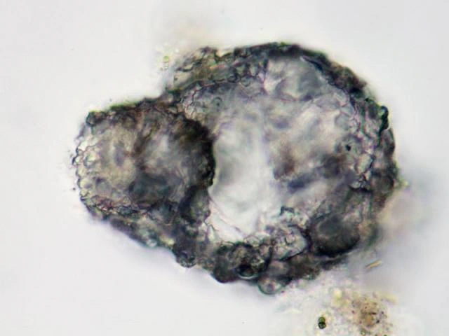 Zivkovicia compressa