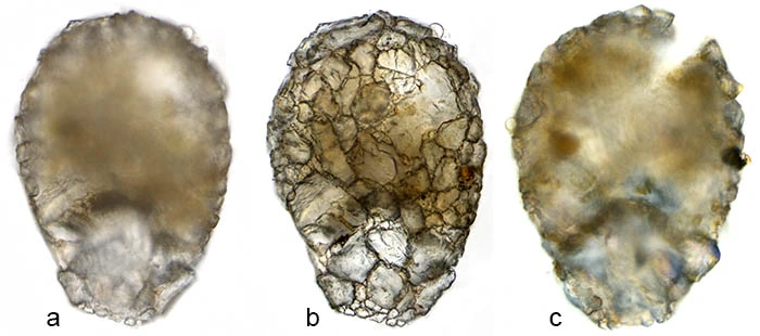 Zivkovicia compressoidea