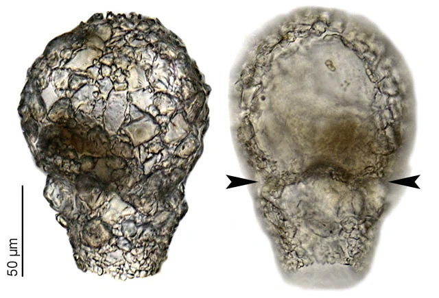 Zivkovicia spectabilis