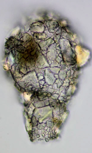 Zivkovicia spectabilis