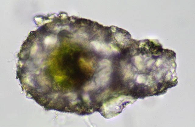 Zivkovicia spectabilis