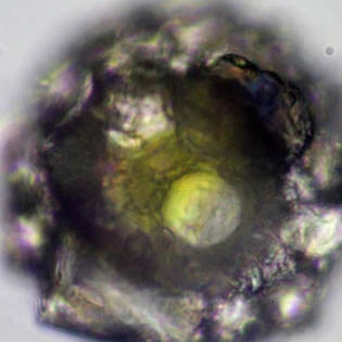 Zivkovicia spectabilis