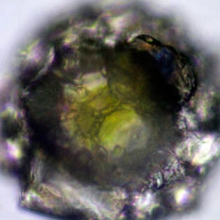 Zivkovicia spectabilis