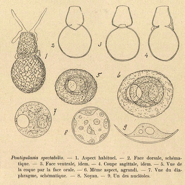 Zivkovicia spectabilis