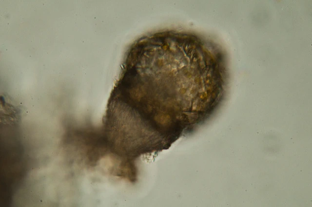 Zivkovicia spectabilis