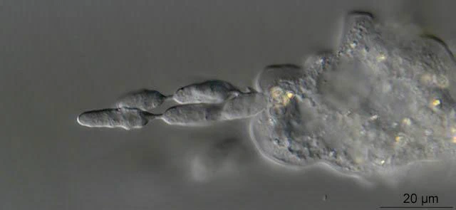 Mayorella with fungus