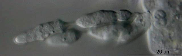 Mayorella with fungus