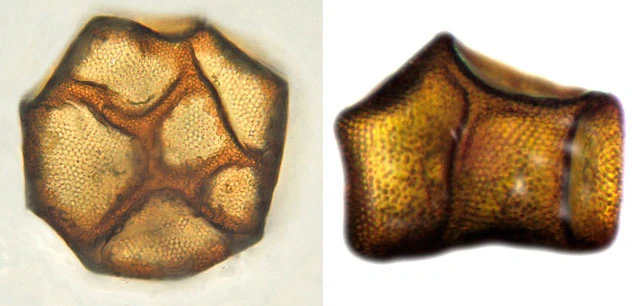 Arcella conica