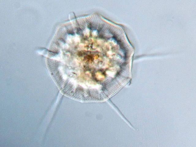Arcella conica