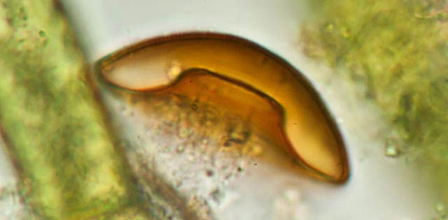 Galeripora discoides