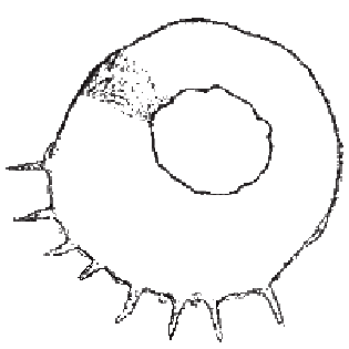 Centropyxis discoides