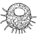 Centropyxis aculeata grandis