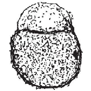 Centropyxis aerophila