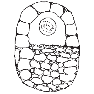 Centropyxis invaginata