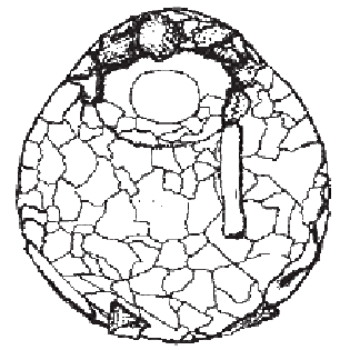 Centropyxis sylvatica